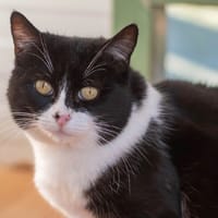 DULCINEE, chatte à adopter