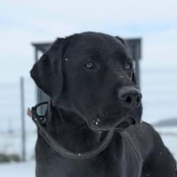 Blacky, chien à adopter