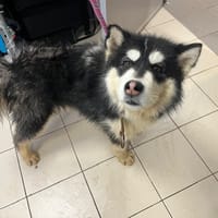 MALAMBO, chien à adopter