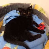 ALPHA, chat à adopter