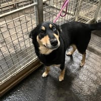 LADY, chienne à adopter