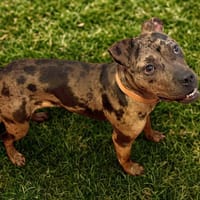 Litha PAA24059, chienne à adopter