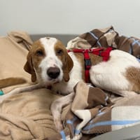 RUNNER, chien à adopter