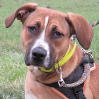 SAM, chienne à adopter