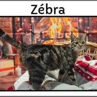 ZEBRA, chatte à adopter
