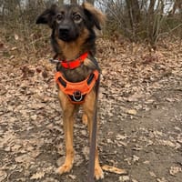 KIRA HAA24697, chienne à adopter