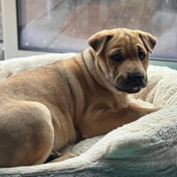 NALA, chienne à adopter