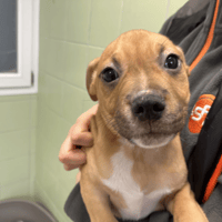 FLIPPER, chien à adopter