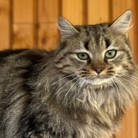 STELLO, chat à adopter