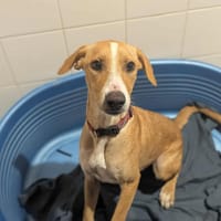 Coco, chienne à adopter