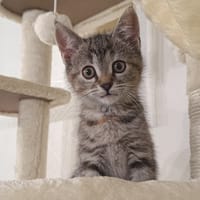 Aslan (réservée), chatte à adopter