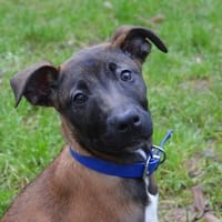 EDAMAME CHAO, chienne à adopter