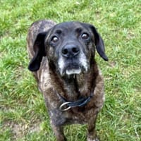 TANIA, chienne à adopter