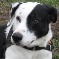 RANTANPLAN, chien à adopter