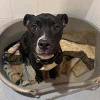 VENUS, chienne à adopter