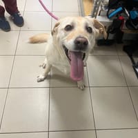 RUBY, chienne à adopter