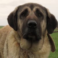 KENZO, chien à adopter