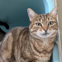 RAYKA, chatte à adopter