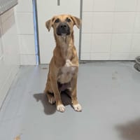 Taranto, chien à adopter