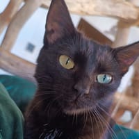 Ella, chatte à adopter