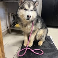 JERK, chien à adopter