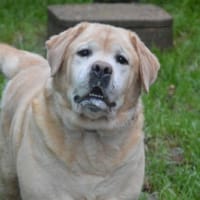 NAWAK CHAO, chien à adopter
