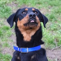 BEAUGOSSE, chien à adopter