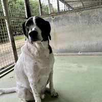 MELKO, chien à adopter