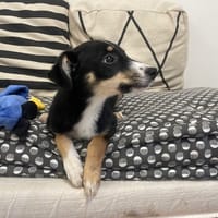ALIX, chienne à adopter