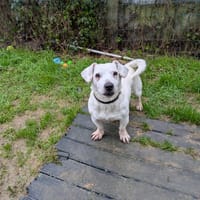 OPALE, chienne à adopter