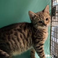 YUNO, chat à adopter