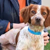 ULOW, chien à adopter