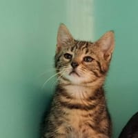 MINKI, chatte à adopter