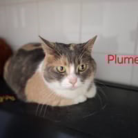 PLUME, chatte à adopter