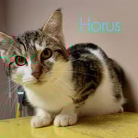 Horus, chat à adopter