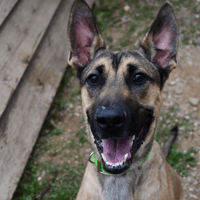 Pluto, chien à adopter