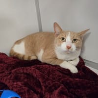 CARAMEL, chat à adopter