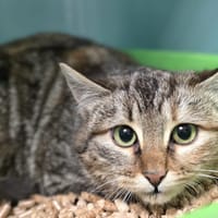 Niji, chatte à adopter