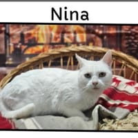 NINA, chatte à adopter