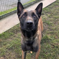 ZIVA, chienne à adopter