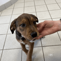 CLARA, chienne à adopter