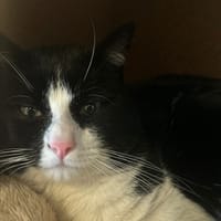 GNOCCHI, chat à adopter