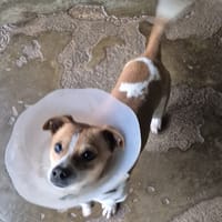 Kalos, chien à adopter