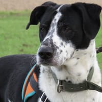 BANDIT, chien à adopter