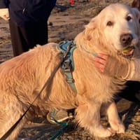 LIPTON, chien à adopter