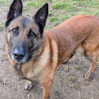 LASCO, chien à adopter