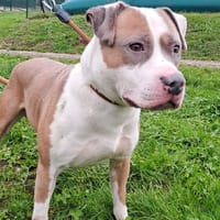 TAISHON, chien à adopter