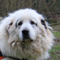 Pilou, chien à adopter