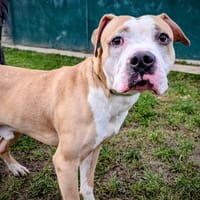 CAPTAIN, chien à adopter