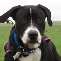 JERRY, chien à adopter